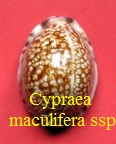 Cypraea maculifera